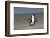 African Penguin Returning to Colony. Western Cape, South Africa-Pete Oxford-Framed Photographic Print