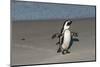 African Penguin Returning to Colony. Western Cape, South Africa-Pete Oxford-Mounted Photographic Print