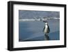 African Penguin Returning to Colony. Western Cape, South Africa-Pete Oxford-Framed Photographic Print