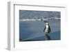 African Penguin Returning to Colony. Western Cape, South Africa-Pete Oxford-Framed Photographic Print