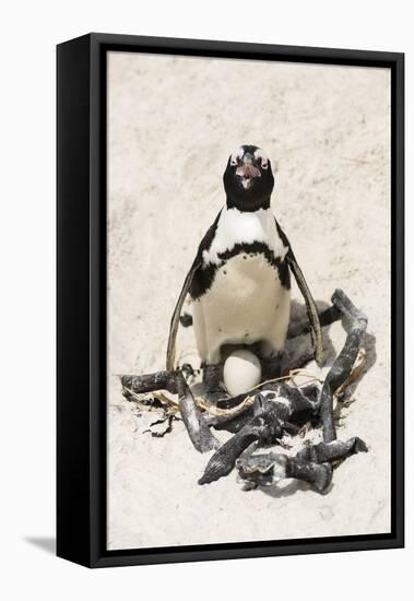 African Penguin Sitting on an Egg (Jackass Penguin), Foxy Beach, Boulders Beach National Park-Kimberly Walker-Framed Stretched Canvas
