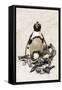 African Penguin Sitting on an Egg (Jackass Penguin), Foxy Beach, Boulders Beach National Park-Kimberly Walker-Framed Stretched Canvas