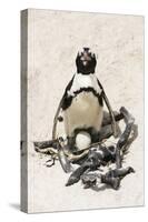 African Penguin Sitting on an Egg (Jackass Penguin), Foxy Beach, Boulders Beach National Park-Kimberly Walker-Stretched Canvas