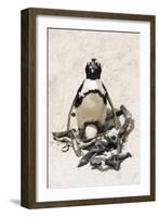 African Penguin Sitting on an Egg (Jackass Penguin), Foxy Beach, Boulders Beach National Park-Kimberly Walker-Framed Photographic Print