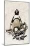 African Penguin Sitting on an Egg (Jackass Penguin), Foxy Beach, Boulders Beach National Park-Kimberly Walker-Mounted Photographic Print