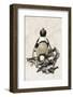 African Penguin Sitting on an Egg (Jackass Penguin), Foxy Beach, Boulders Beach National Park-Kimberly Walker-Framed Photographic Print