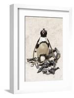 African Penguin Sitting on an Egg (Jackass Penguin), Foxy Beach, Boulders Beach National Park-Kimberly Walker-Framed Photographic Print