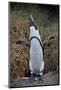 African Penguin (Spheniscus demersus) calling, Simon's Town, near Cape Town, South Africa, Africa-James Hager-Mounted Photographic Print