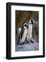 African Penguin (Spheniscus demersus) pair, Simon's Town, near Cape Town, South Africa, Africa-James Hager-Framed Photographic Print