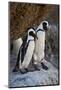 African Penguin (Spheniscus demersus) pair, Simon's Town, near Cape Town, South Africa, Africa-James Hager-Mounted Photographic Print
