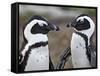 African Penguin (Spheniscus Demersus) Pair, Simon's Town, South Africa, Africa-James Hager-Framed Stretched Canvas