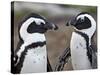 African Penguin (Spheniscus Demersus) Pair, Simon's Town, South Africa, Africa-James Hager-Stretched Canvas