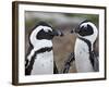 African Penguin (Spheniscus Demersus) Pair, Simon's Town, South Africa, Africa-James Hager-Framed Photographic Print