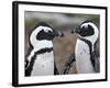 African Penguin (Spheniscus Demersus) Pair, Simon's Town, South Africa, Africa-James Hager-Framed Photographic Print