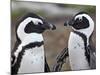 African Penguin (Spheniscus Demersus) Pair, Simon's Town, South Africa, Africa-James Hager-Mounted Photographic Print