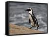 African Penguin (Spheniscus Demersus), Simon's Town, South Africa, Africa-James Hager-Framed Stretched Canvas