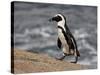 African Penguin (Spheniscus Demersus), Simon's Town, South Africa, Africa-James Hager-Stretched Canvas