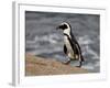 African Penguin (Spheniscus Demersus), Simon's Town, South Africa, Africa-James Hager-Framed Photographic Print