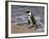 African Penguin (Spheniscus Demersus), Simon's Town, South Africa, Africa-James Hager-Framed Photographic Print