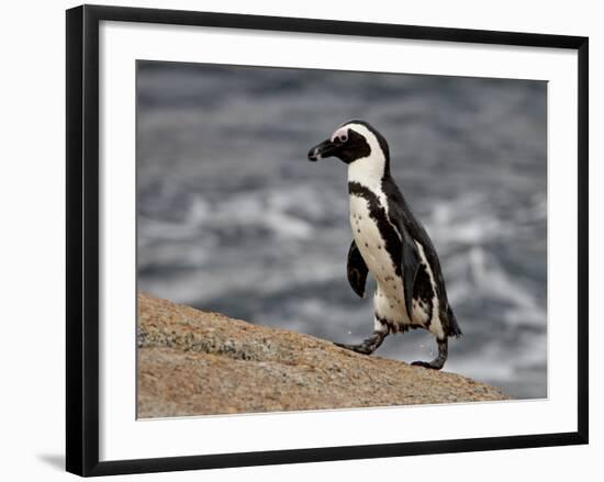 African Penguin (Spheniscus Demersus), Simon's Town, South Africa, Africa-James Hager-Framed Photographic Print