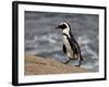 African Penguin (Spheniscus Demersus), Simon's Town, South Africa, Africa-James Hager-Framed Photographic Print