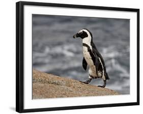 African Penguin (Spheniscus Demersus), Simon's Town, South Africa, Africa-James Hager-Framed Photographic Print