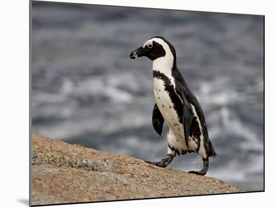 African Penguin (Spheniscus Demersus), Simon's Town, South Africa, Africa-James Hager-Mounted Photographic Print