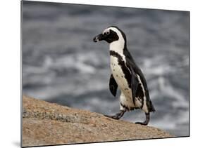 African Penguin (Spheniscus Demersus), Simon's Town, South Africa, Africa-James Hager-Mounted Photographic Print