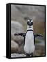 African Penguin (Spheniscus Demersus), Simons Town, Cape Province, South Africa, Africa-James Hager-Framed Stretched Canvas