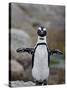 African Penguin (Spheniscus Demersus), Simons Town, Cape Province, South Africa, Africa-James Hager-Stretched Canvas