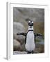African Penguin (Spheniscus Demersus), Simons Town, Cape Province, South Africa, Africa-James Hager-Framed Photographic Print