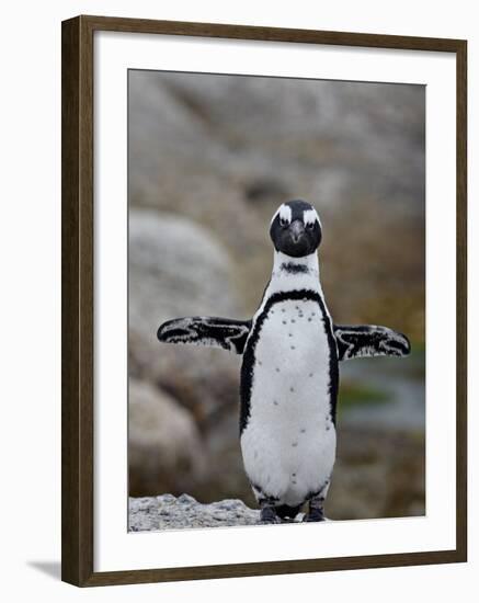 African Penguin (Spheniscus Demersus), Simons Town, Cape Province, South Africa, Africa-James Hager-Framed Photographic Print