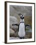 African Penguin (Spheniscus Demersus), Simons Town, Cape Province, South Africa, Africa-James Hager-Framed Photographic Print