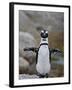 African Penguin (Spheniscus Demersus), Simons Town, Cape Province, South Africa, Africa-James Hager-Framed Photographic Print