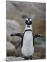 African Penguin (Spheniscus Demersus), Simons Town, Cape Province, South Africa, Africa-James Hager-Mounted Photographic Print