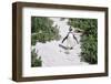 African Penguin (Spheniscus demersus) walking on sand at Boulder's Beach, Cape Town, South Africa-G&M Therin-Weise-Framed Photographic Print