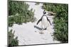 African Penguin (Spheniscus demersus) walking on sand at Boulder's Beach, Cape Town, South Africa-G&M Therin-Weise-Mounted Photographic Print