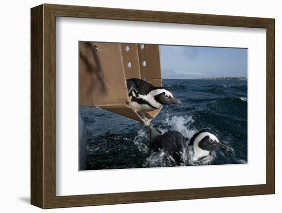 African Penguin-Cheryl-Samantha Owen-Framed Photographic Print