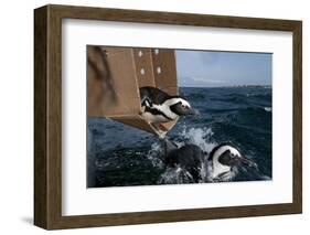 African Penguin-Cheryl-Samantha Owen-Framed Photographic Print
