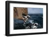 African Penguin-Cheryl-Samantha Owen-Framed Photographic Print