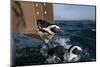 African Penguin-Cheryl-Samantha Owen-Mounted Photographic Print