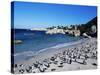 African Penguins at Boulder Beach in Simon's Town, Near Cape Town, South Africa, Africa-Yadid Levy-Stretched Canvas