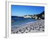 African Penguins at Boulder Beach in Simon's Town, Near Cape Town, South Africa, Africa-Yadid Levy-Framed Photographic Print