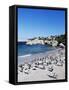 African Penguins at Boulder Beach in Simon's Town, Near Cape Town, South Africa, Africa-Yadid Levy-Framed Stretched Canvas