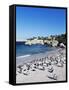 African Penguins at Boulder Beach in Simon's Town, Near Cape Town, South Africa, Africa-Yadid Levy-Framed Stretched Canvas