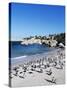 African Penguins at Boulder Beach in Simon's Town, Near Cape Town, South Africa, Africa-Yadid Levy-Stretched Canvas