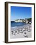 African Penguins at Boulder Beach in Simon's Town, Near Cape Town, South Africa, Africa-Yadid Levy-Framed Photographic Print