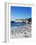 African Penguins at Boulder Beach in Simon's Town, Near Cape Town, South Africa, Africa-Yadid Levy-Framed Photographic Print