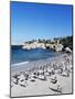 African Penguins at Boulder Beach in Simon's Town, Near Cape Town, South Africa, Africa-Yadid Levy-Mounted Photographic Print