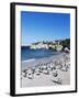 African Penguins at Boulder Beach in Simon's Town, Near Cape Town, South Africa, Africa-Yadid Levy-Framed Photographic Print